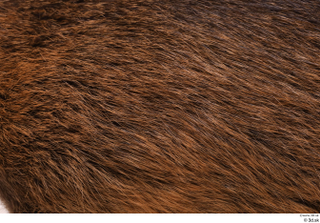 Nutria back fur 0001.jpg